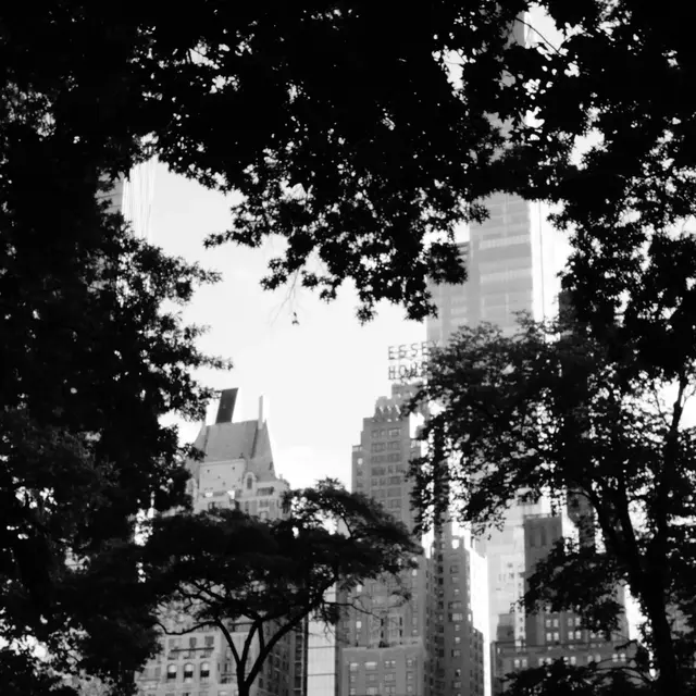 Essex House sign framed by trees, Central Park South