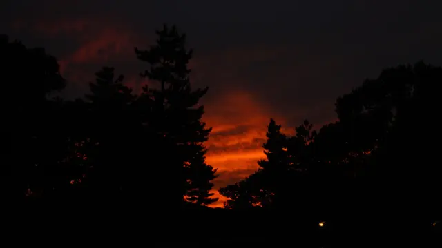 Burning sunset behind black pines